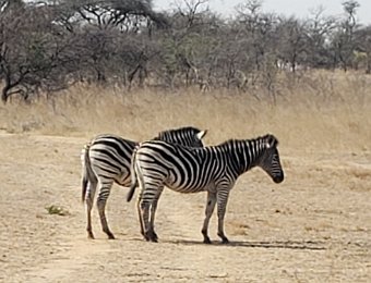 Antelope Park Carriage Ride, Zimbabwe